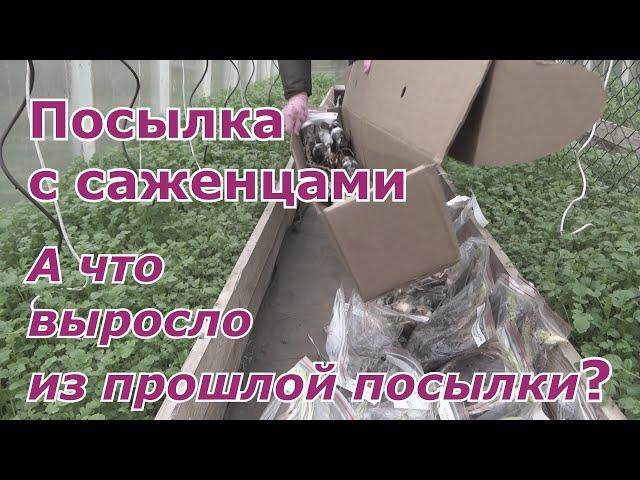 Распаковка саженцев из интернет-магазина питомника растений. Обзор результатов предыдущей посылки.