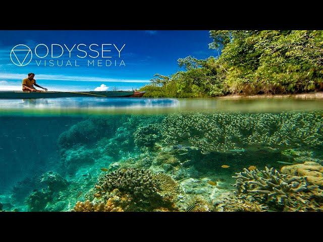 Hawaii's Coral Reef System | Hawaii Documentary 4k