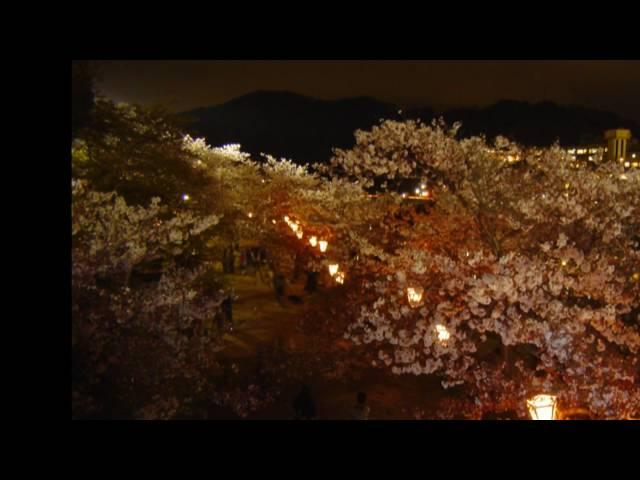 【K】2010 錦帯橋の桜  夜の部