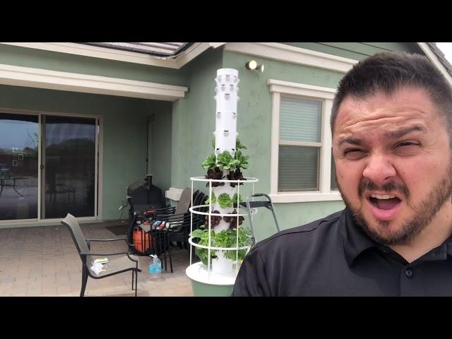 Was it worth it? Tower Garden update...!