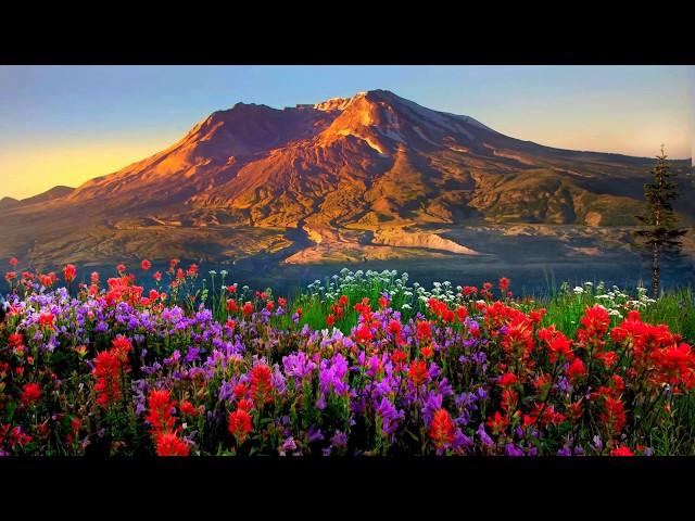 Mountains flowers (HD1080p)