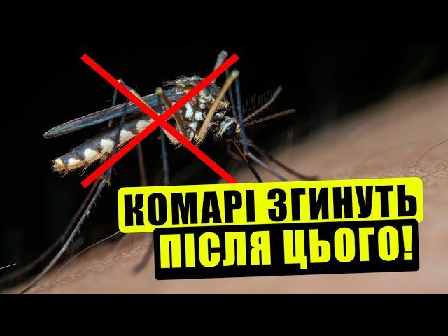 Як боротися з комарами вдома? 10 перевірених порад