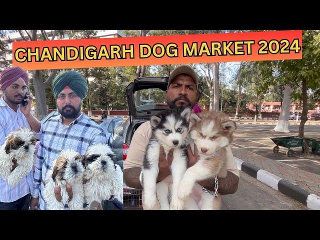 CHANDIGARH WHOLESALE PUPPY MARKET 2024 | INDIA'S BEST DOG MARKET