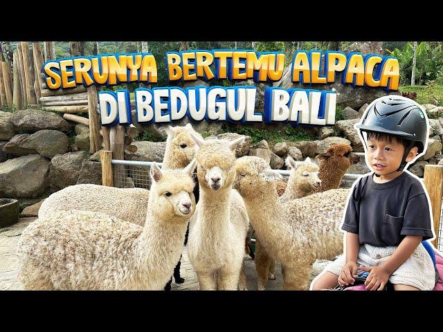 Bali Farm House Bedugul Bali | Tempat Wisata Keluarga Terbaru yang Wajib di Kunjungi