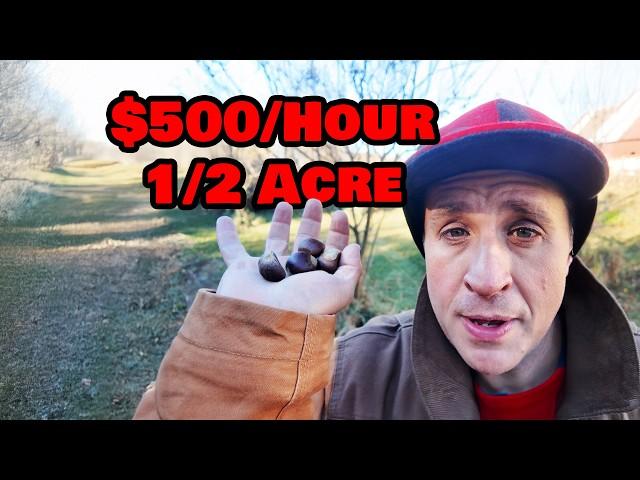 How I Make $500/Hour Growing Trees (Half Acre Tree Farm)