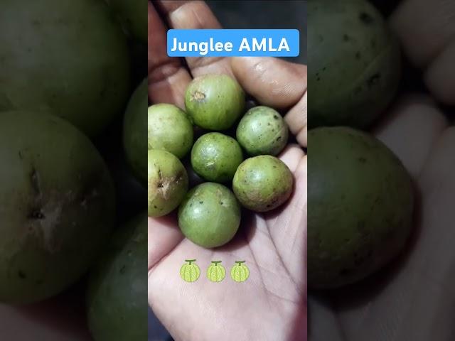 Junglee Amla  || Pure Medicine ||  100% health  cure ||