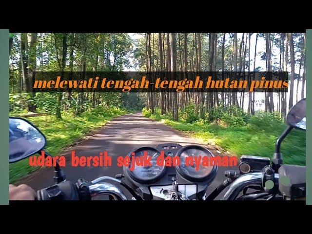 LEWAT HUTAN PINUS YANG SEJUK DAN INDAH DI SUKOREJO KENDAL || PESONA JALAN DESA