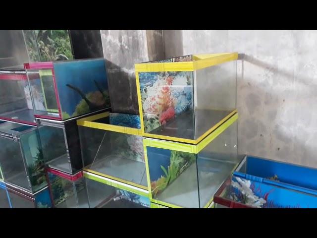 Update Stock Aquarium agustus (ready 200 biji lebih)