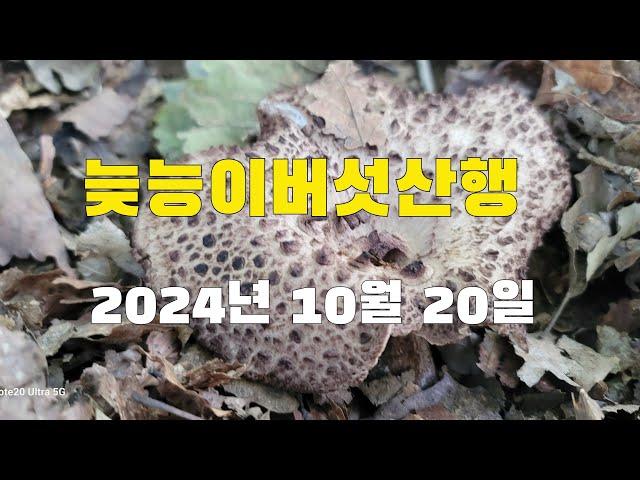 능이버섯산행  아직까지 씽씽한 능이버섯  해마다 채취한곳 구광자리 채취방법 중요성