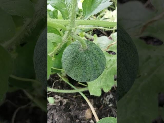 POLLINATED CRIMSON SWEET WATERMELON ABOUT THE SIZE OF A SOFTBALL!! ITS MELON SEASON!!#growyourown