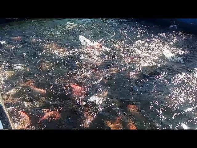 Cage culture fish farming in#chhattisgarh||chheerpani reservoir