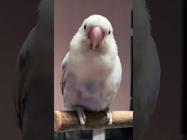 Blue cutie Kuto | #kutotiki #shorts #lovebird #parrot