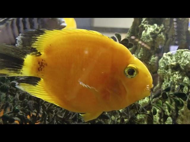 Goldfish, золотые рыбки, АКВАРИУМ, поют золотыЕ