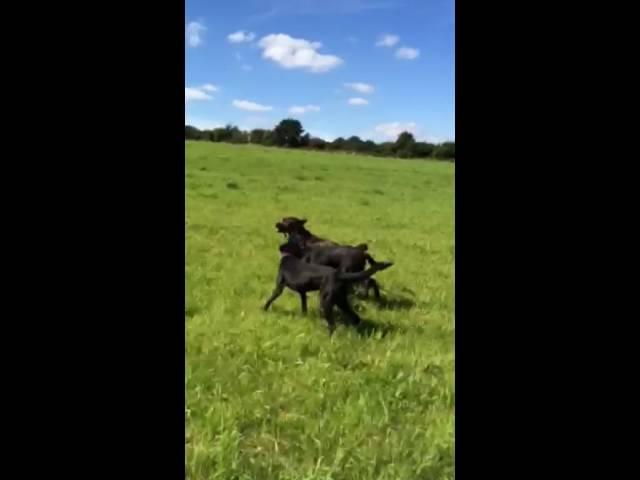 Labtastic!!!!