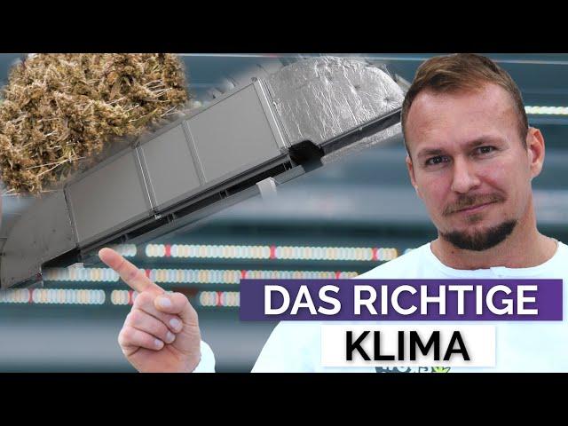 Cannabis Homegrow Klima, How to grow