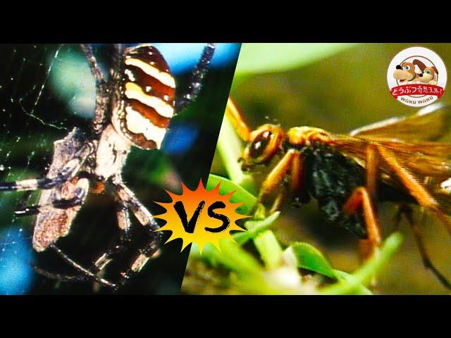 【The Spider-Killer】 Spider Wasp Paralyzes Her Prey Before Dragging It into Her Nest!