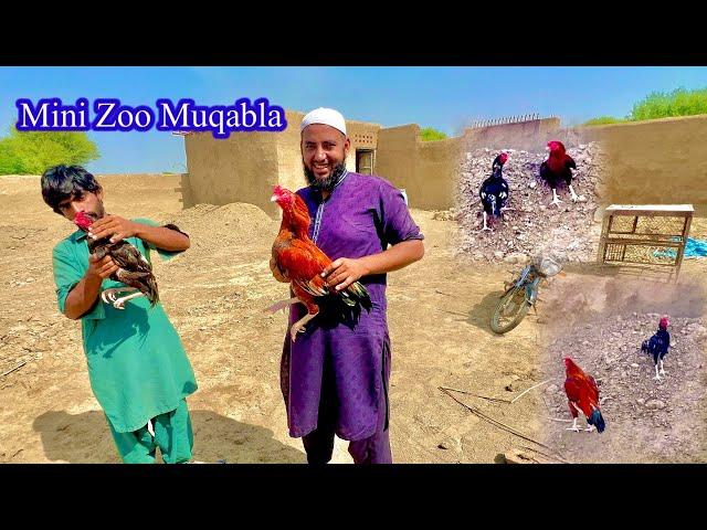 Mini Zoo Men Asad Aur Mere Peely Murga Ka Muqabla Huwa 🫢