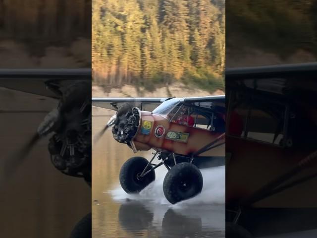 Patina Cub Playing on the Athabasca River #backcountry #bushflying