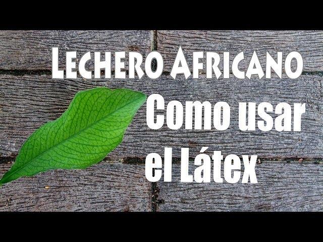 Como usar el latex del Lechero africano (planta de la vida)