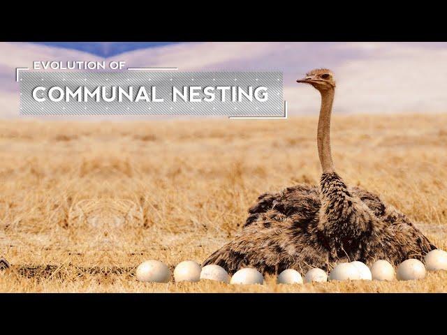 How Ostriches Evolved to Lay Eggs in a Joint Nest