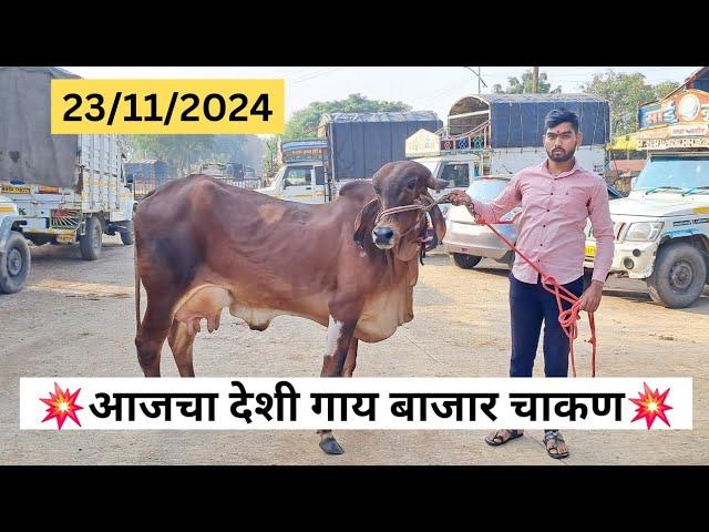 आजचा देशी गाय बाजार चाकण | गीर गाय गावरान गाय | SALE & PURCHASE INCOME | आजचा बाजार भाव थंड |