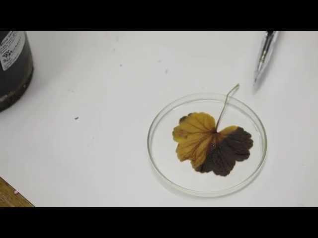 Light is essential for Photosynthesis (Afrikaans)