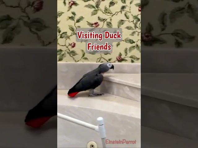 My duck friends need water. #africangreyparrot #takingparrot #shorts
