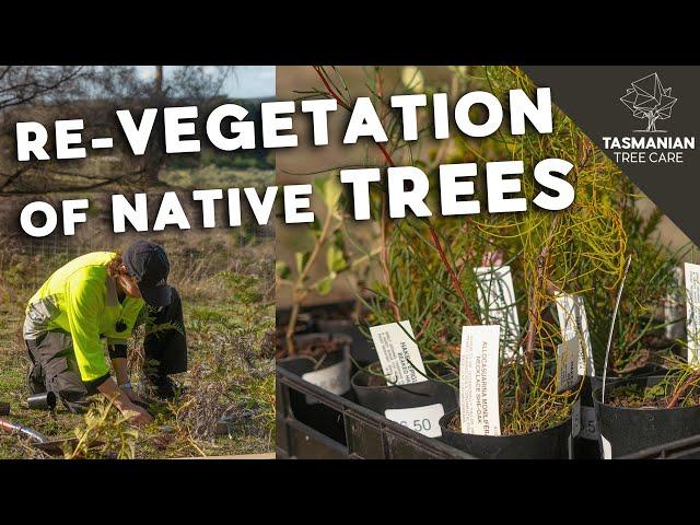 Re-vegetation of native trees In South Arm - Tasmania