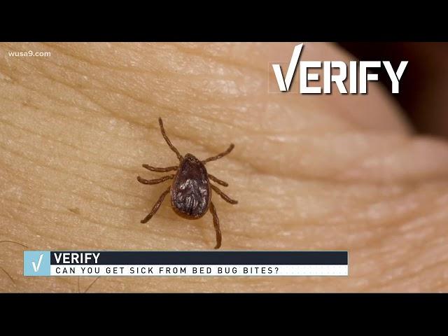 VERIFY: Can bed bug bites be harmful to your health?