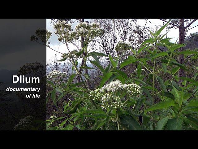 Kemitip (Austroeupatorium inulifolium)