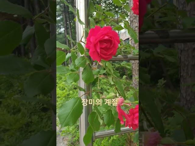 장미 꽃 한송이 #추천 #korea #한국 #kpop #장미꽃필무렵 #장미 #추천 #추천떠라 #rose #roses #flower  #꽃