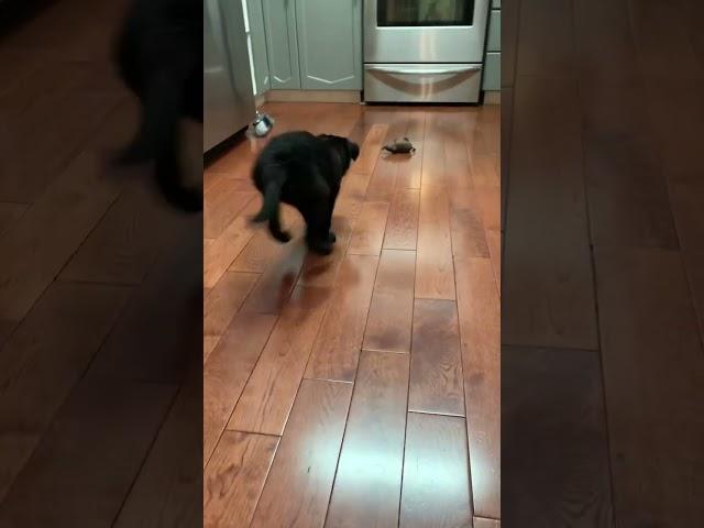 Wait for it #borador #dog