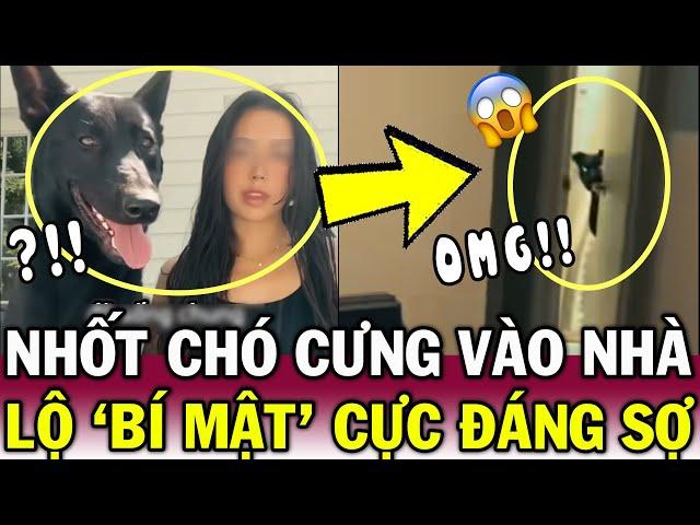 Nghi chó cưng là QUỶ CẨU, cô gái thử NHỐT NÓ vào NHÀ VỆ SINH và cái kết RỤNG RỜI | Tin Việt Độc Lạ