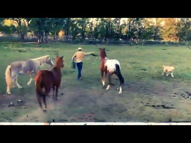 MORNING CHORES ON THE FARM