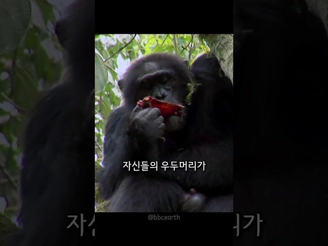 침팬지가 잔인함의 끝판왕인 이유