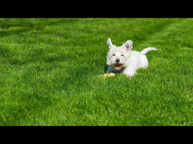 Are West Highland White Terriers Good Family Dogs?