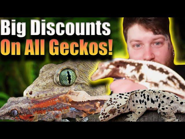 All Of My Geckos For Sale With A Secret Discount Code