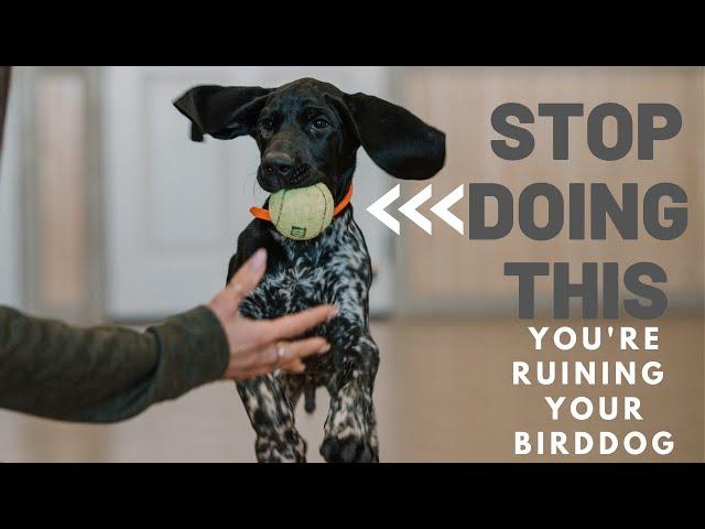 Teach Your New Puppy To Play Fetch - The Right Way