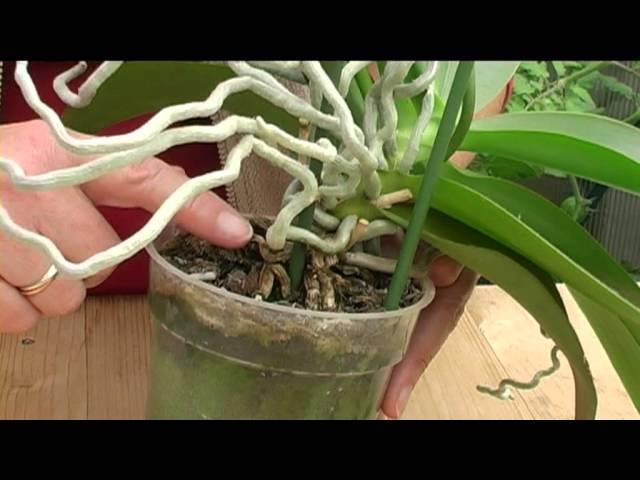 How to Grow Orchids