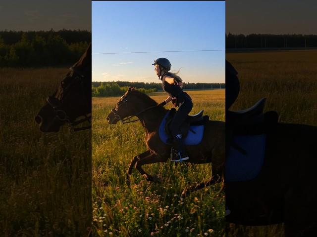 Галопом по закатному полю #horse #лошади #коноблог #лошадь #конныепрогулки #horseriding