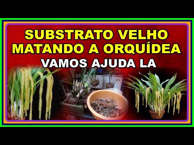 ORQUÍDEA  COM SUBSTRATO VELHO  PERDENDO AS FOLHAS   HORA DE MUDAR PARA NÃO PERDERMOS A PLANTA