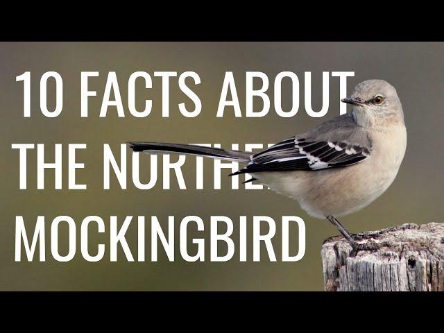 10 Facts About the Northern Mockingbird (Call/Song, Behavior, Pop Culture, etc.)
