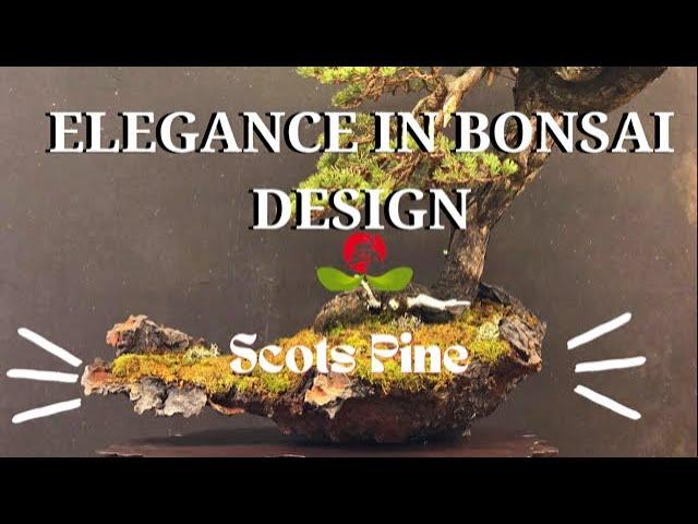 ELEGANCE IN BONSAI DESIGN -Scots Pine - Bonsai Dream