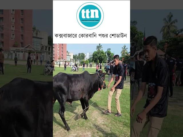 কক্সবাজারে কোরবানি পশুর শোডাউন-ttn