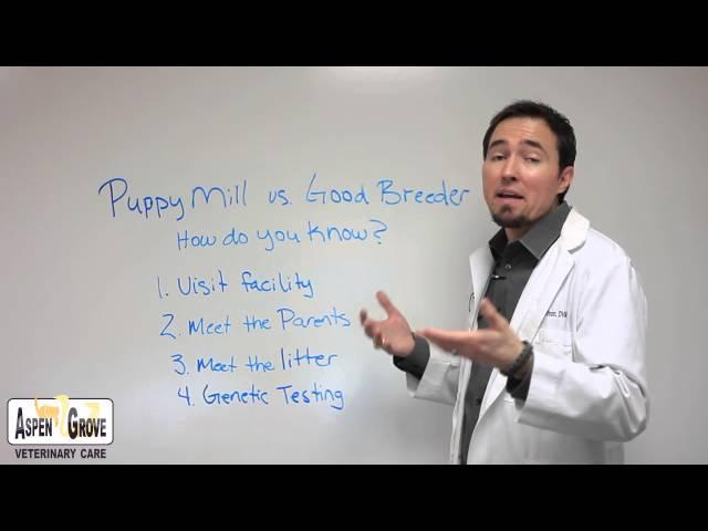 Puppymill VS Breeder