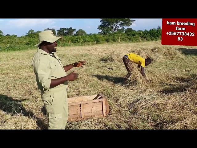 how to make hay bails for commercial  by hamiis semanda +256773343283