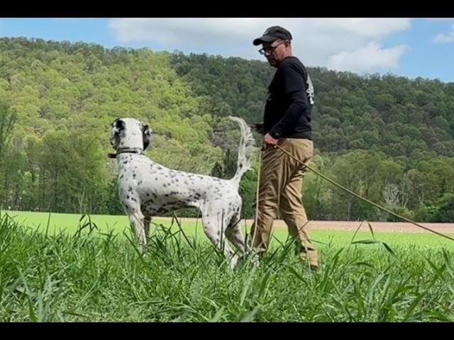 Birddogs!