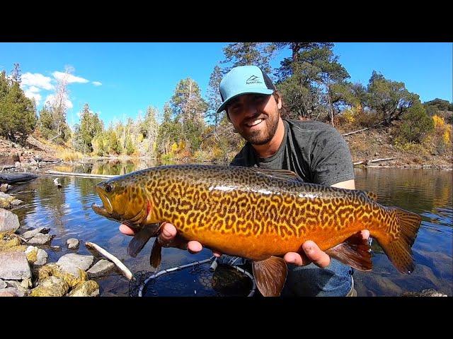 ONE of my BIGGEST TIGER TROUT EVER!! (Catch & Cook)