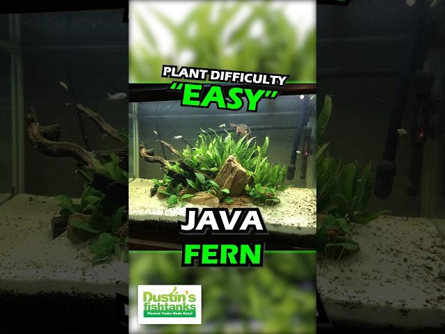 Java Fern! Aquarium Plant For Sale!