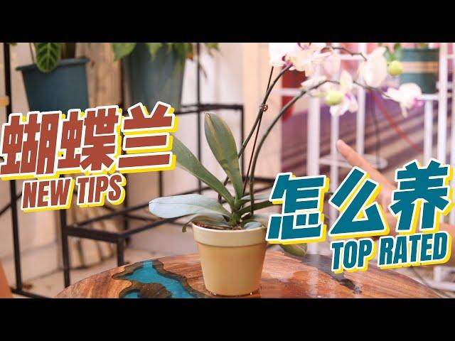 蝴蝶兰怎么养？园艺师教你，蝴蝶兰的详细养护技巧